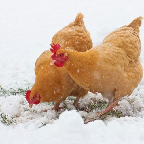 Can Petroleum Jelly Protect Chicken Combs from Frostbite?